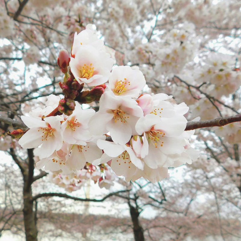 Semillas de árbol llorón blanco para sembrar, semillas elegantes