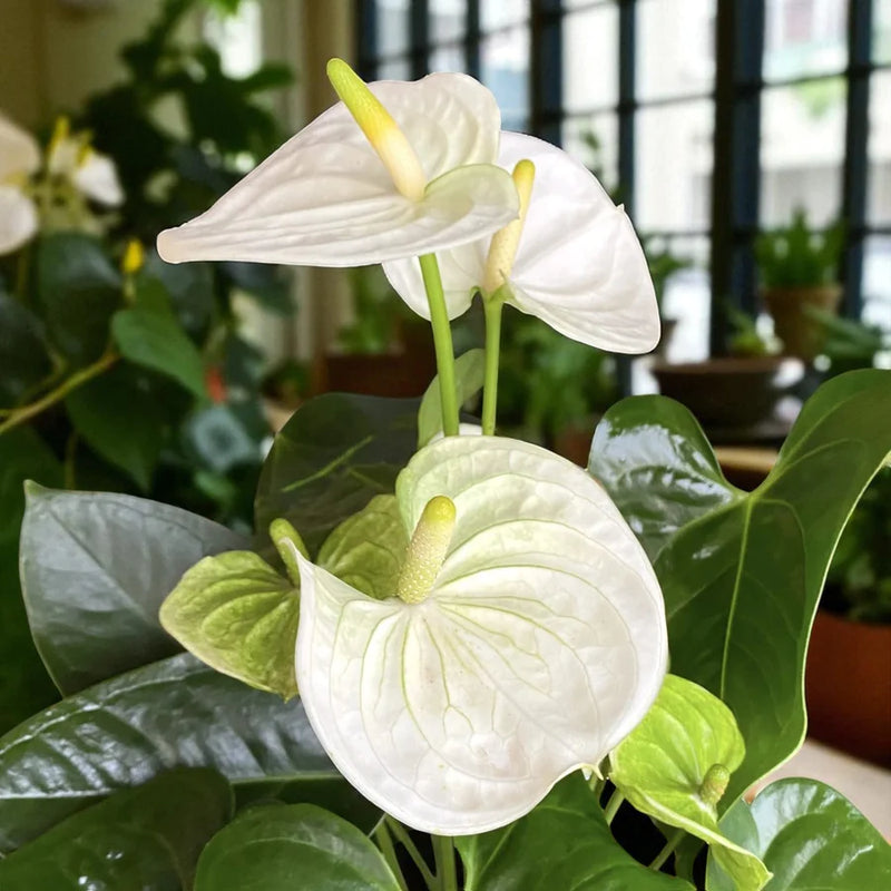 Semillas de kalanchoe blanco para sembrar – fácil de cuidar – variedad tradicional y semillas sin transgénicos de Huerto Familiar
