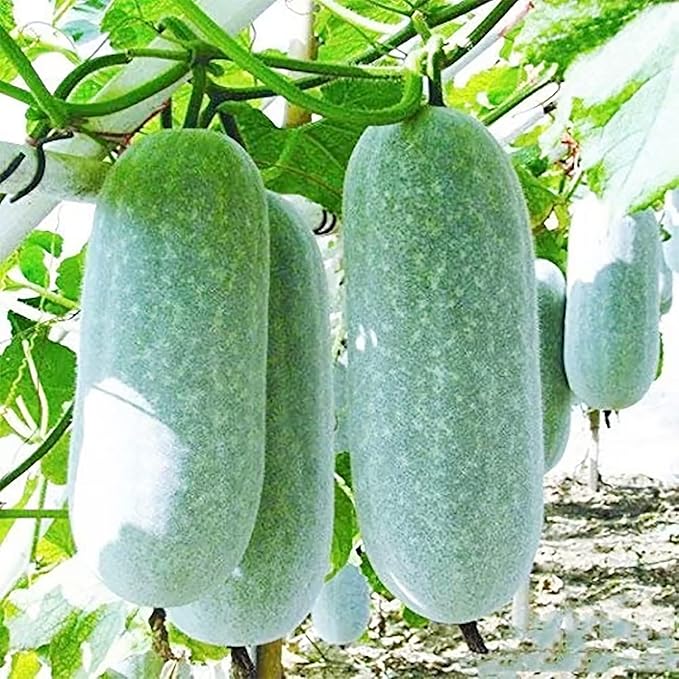 Winter melon wax gourd samen non gmo für aussaat
