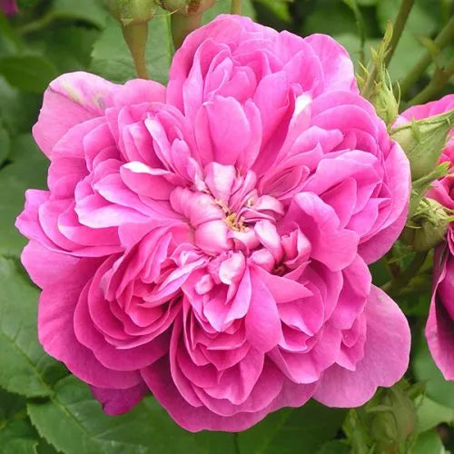 Semillas de flores de rosa de Damasco para sembrar – flores anuales