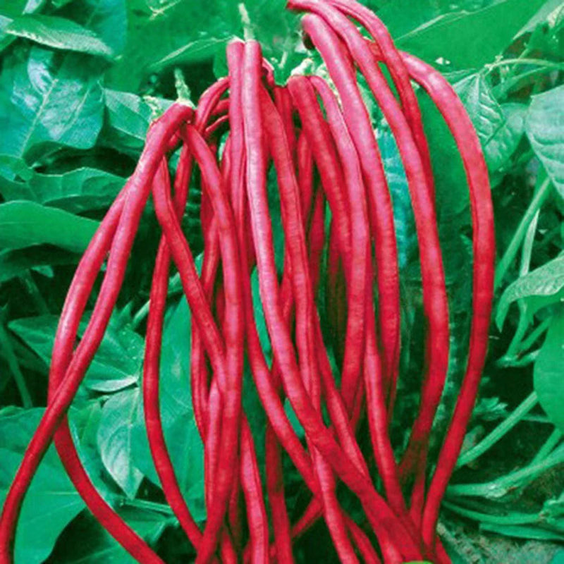 Semillas de judía larga roja para jardines