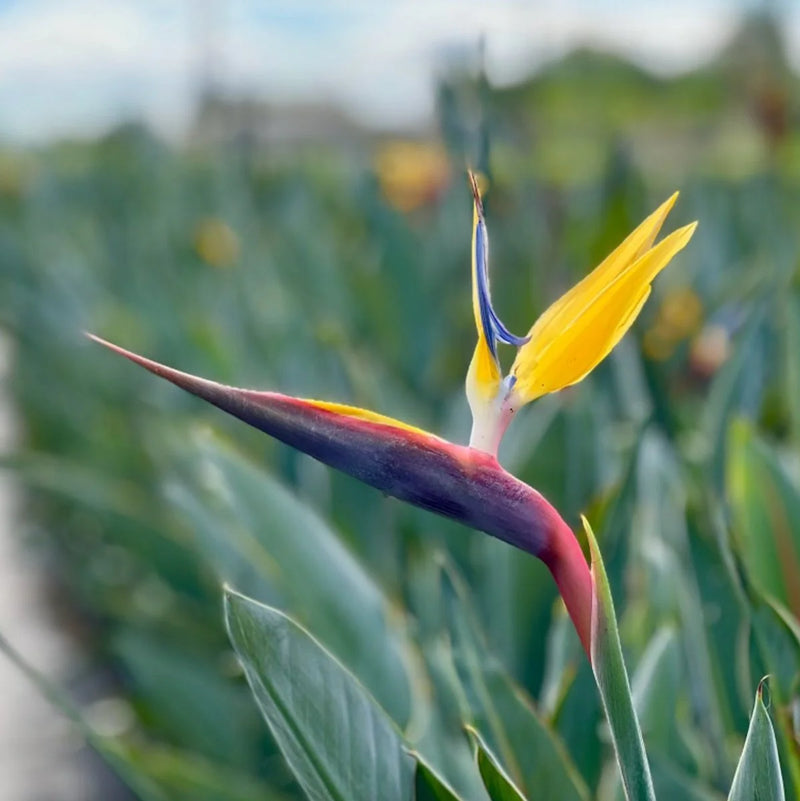Graines de fleurs d’oiseau de paradis violettes et jaunes à semer – qualité supérieure – variété traditionnelle et sans OGM, graines pour jardin familial