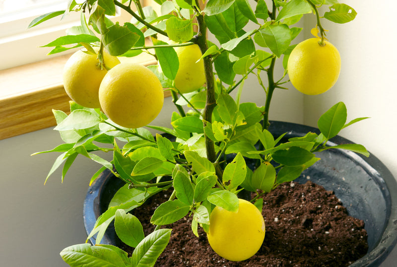 Gelbe lemon samen sammlung für home gemüse garten aussaat