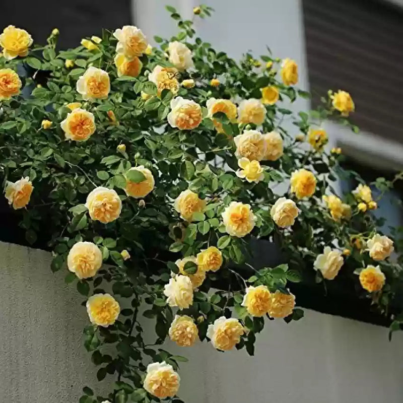 Gelb rose blume samen for anpflanzung
