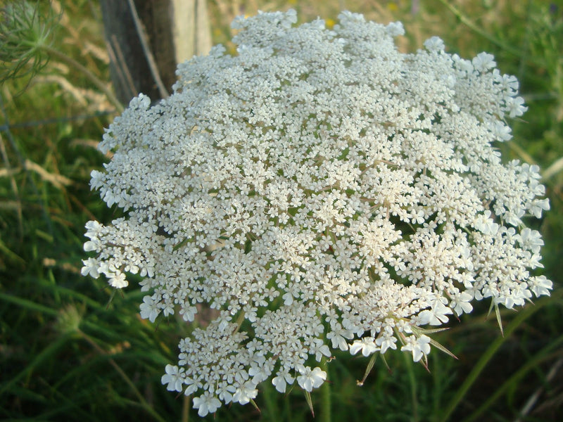 Zanahoria silvestre blume samen for anpflanzung – wild carrot blooms