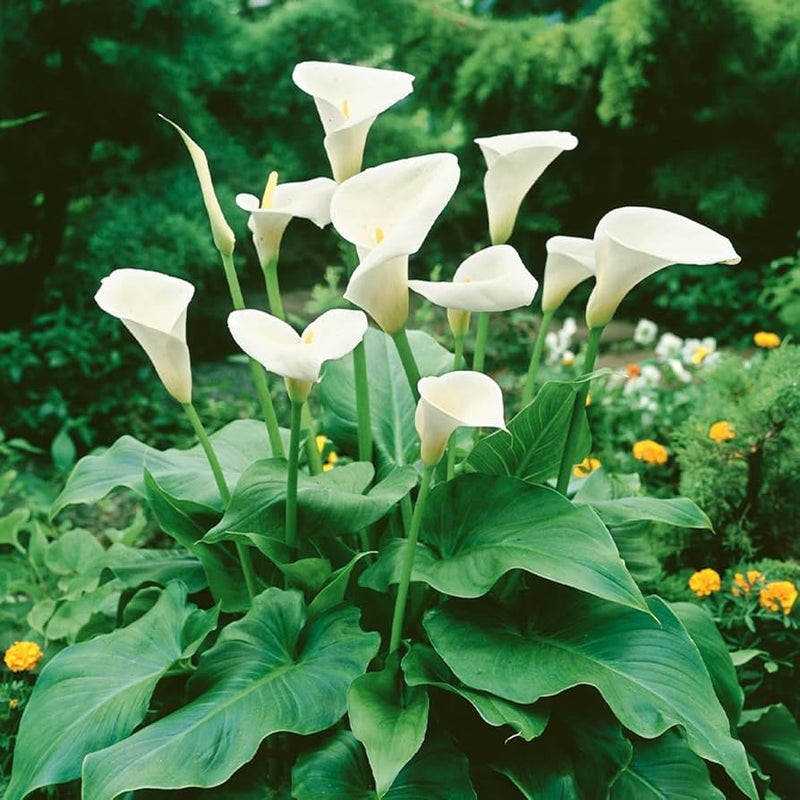 Zantedeschia aethiopica samen for anpflanzung