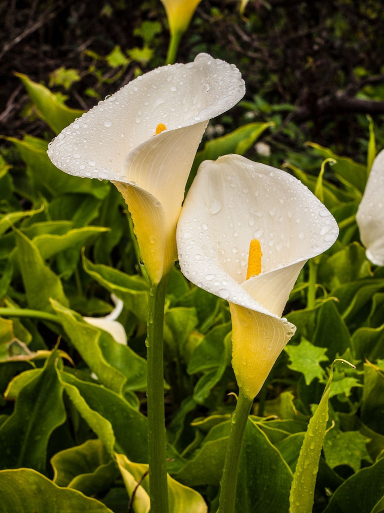 Zantedeschia aethiopica weiß blume samen for anpflanzung