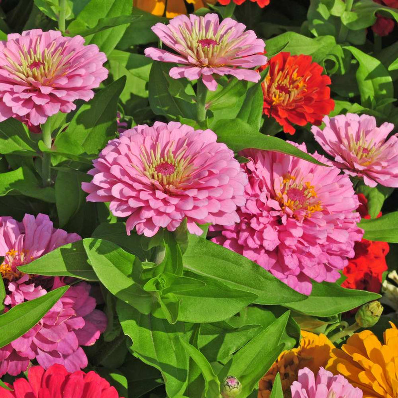 Rosa zinnia blumen wachsend in garten bed