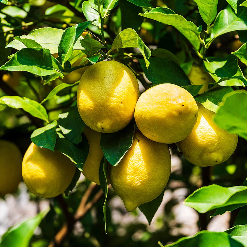 Graines de citron faciles à planter