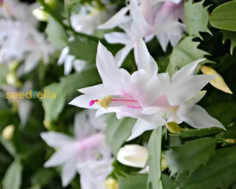 Zygocactus schlumbergera samen