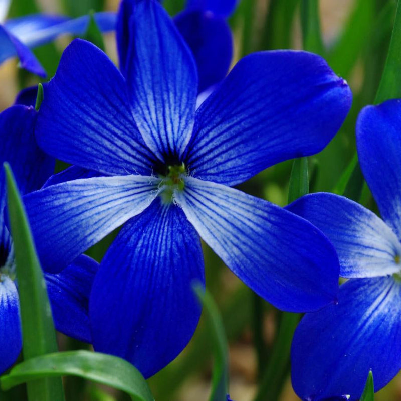 Zygocactus truncatus blau blume samen for vibrant garten anpflanzung