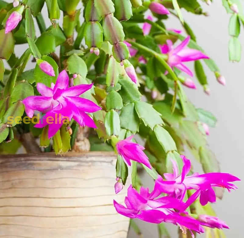 Zygocactus truncatus dark rosa blume samen