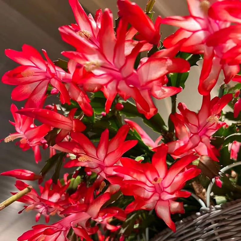 Zygocactus truncatus blume samen for easy home anpflanzung