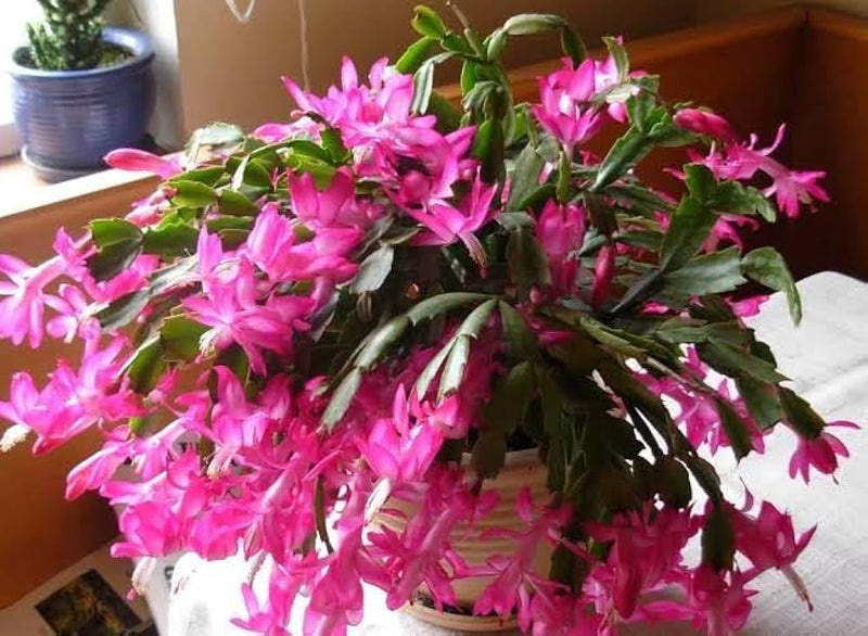Zygocactus truncatus rot blume samen for easy anpflanzung