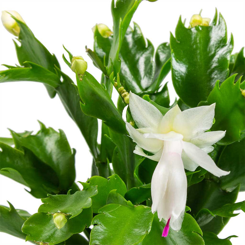 Zygocactus truncatus weiß blume samen for anpflanzung in töpfen or gardens