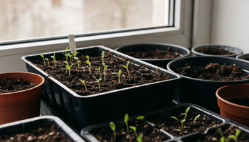Einen Hausgarten aus Samen in Deutschland starten