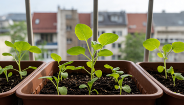 Einfaches Gemüse aus Samen anbauen – Ideal für den Einstieg