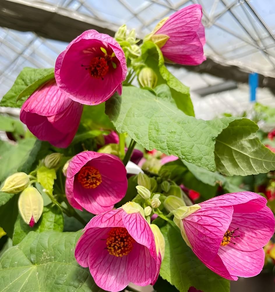 Blumensamen Kollektion für Garten & Balkonpflanzen – Seite 8