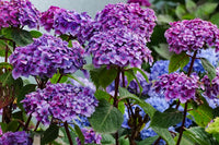 Blau Lila Hortensie Blumensamen zur Aussaat lang Blüte Saison Traditionssorte & ohne Gentechnik Samen Hausgarten