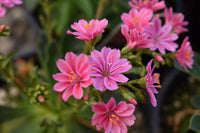 Lewisia Sunset Strain Gemischt Samen – ideal zur Aussaat