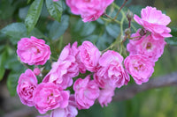 Rosa Polyantha Blumensamen zur Aussaat – Anzucht – Traditionssorte & ohne Gentechnik Samen Hausgarten