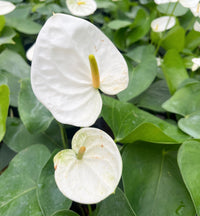 Flamingoblume Samen Hydroponics Aussaat