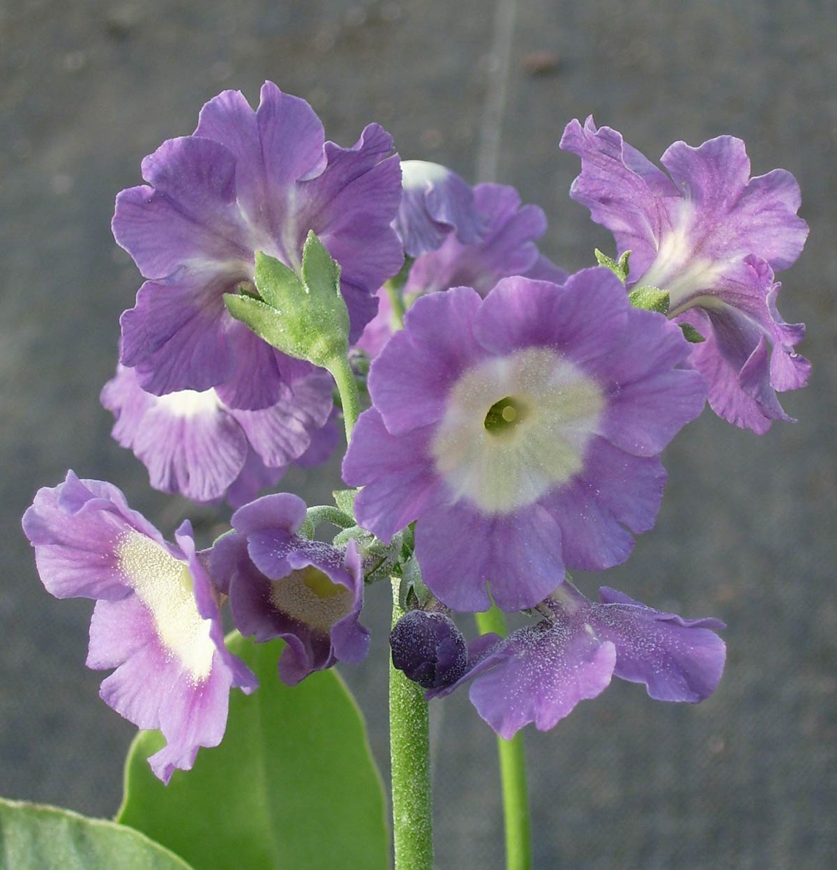 Lavendel Primel Blumensamen zur Aussaat – ideal Rabatten – Traditionssorte & ohne Gentechnik Samen Hausgarten