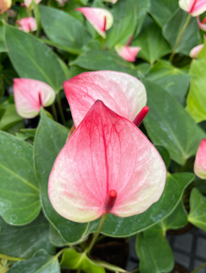 zart Rosa Flamingoblume Andraeanu Samen zur Aussaat – leuchtend Blüten für Ihren Garten