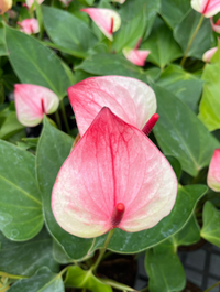 zart Rosa Flamingoblume Andraeanu Samen zur Aussaat – leuchtend Blüten für Ihren Garten