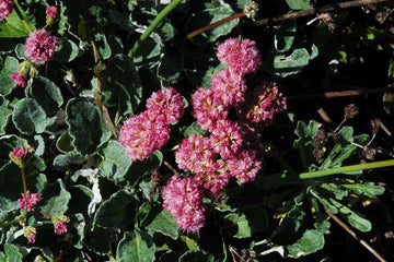 Eriogonum (eriogonum grande) samen for anpflanzung in home garten