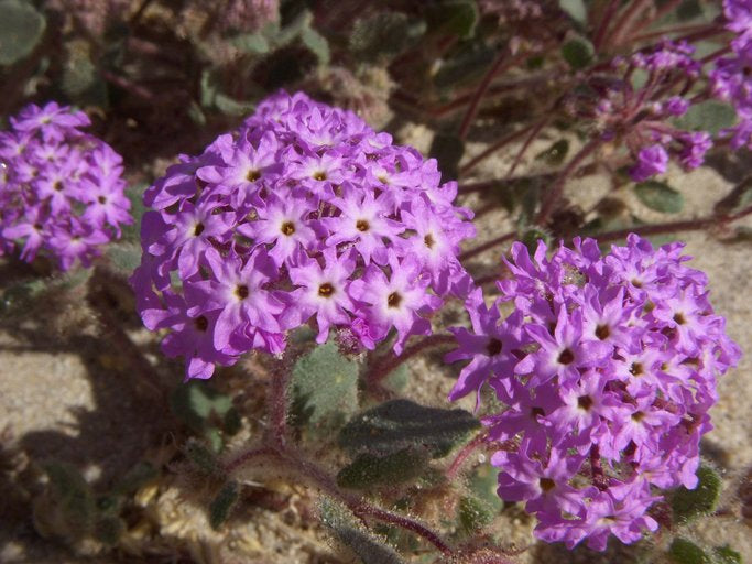 Verbena (verbena chokecherry) samen for anpflanzung in home garten