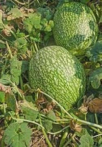 Chilacayote Fig Leaf Gourd Samen für einfache Aussaat