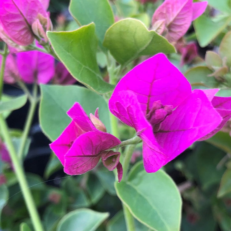 Bougainvillea glabra s blume samen for anpflanzung cut blume favorite heirloom & gmo free samen for home garten 
 
 sale samen for home garten anpflanzung