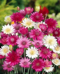 Gemischt Xeranthemum Annum Blumensamen zur Aussaat – farbenfroh Schau – Traditionssorte & ohne Gentechnik Samen Hausgarten