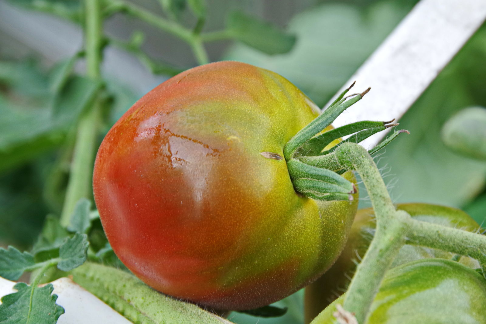 Gelb Rot Tomate Gemüsesamen for Gardening