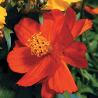 Cosmos rot blume samen for anpflanzung - bright blooms, heirloom & gmo free samen for home garten
 
 sale samen for anpflanzung in home garten
