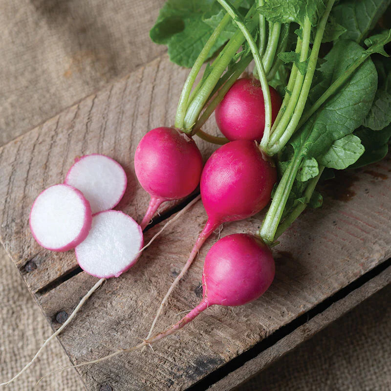 Lila Radish Samen für einfache Aussaat