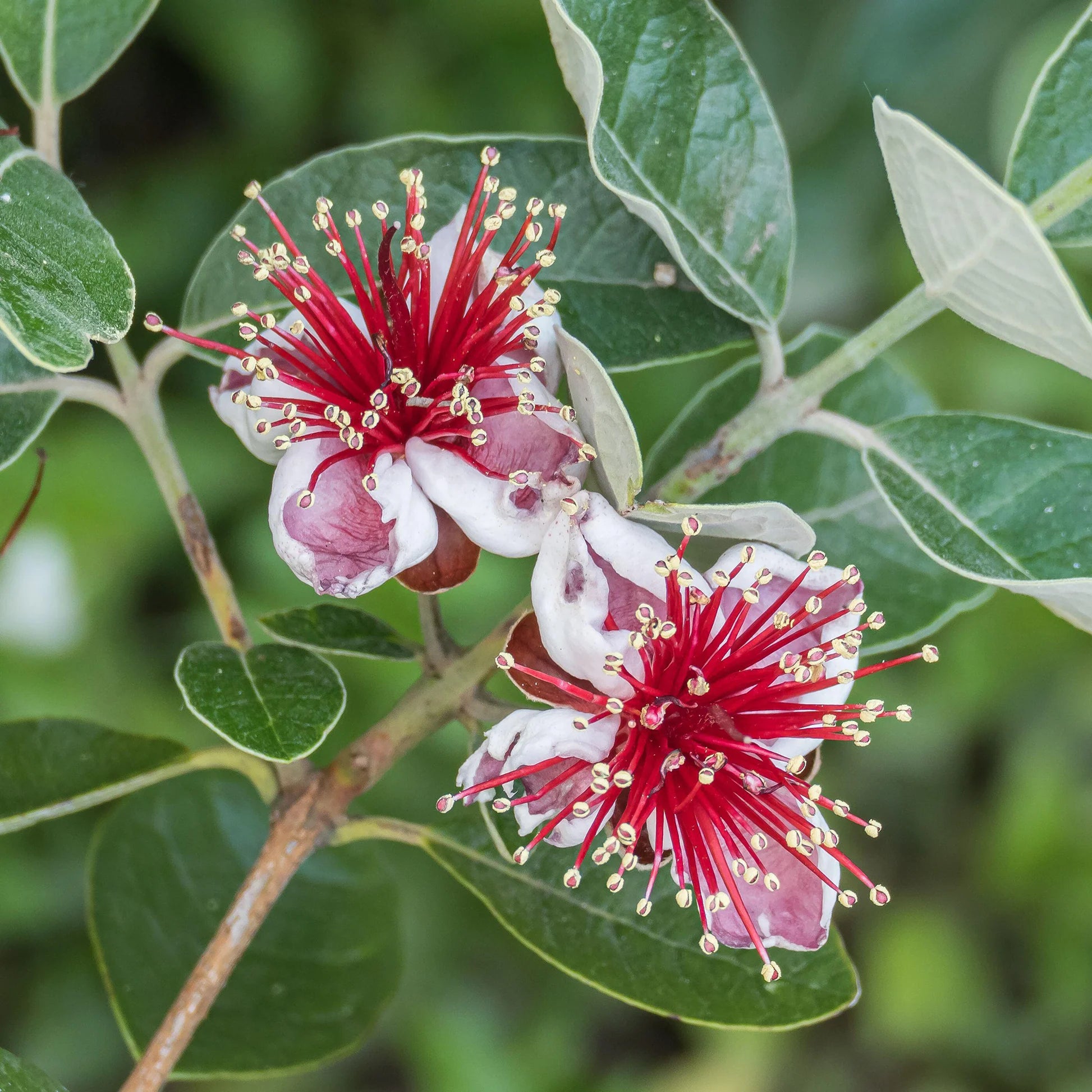 Feijoa Sellowiana Blumensamen zur Aussaat – Anzucht – Traditionssorte & ohne Gentechnik Samen Hausgarten