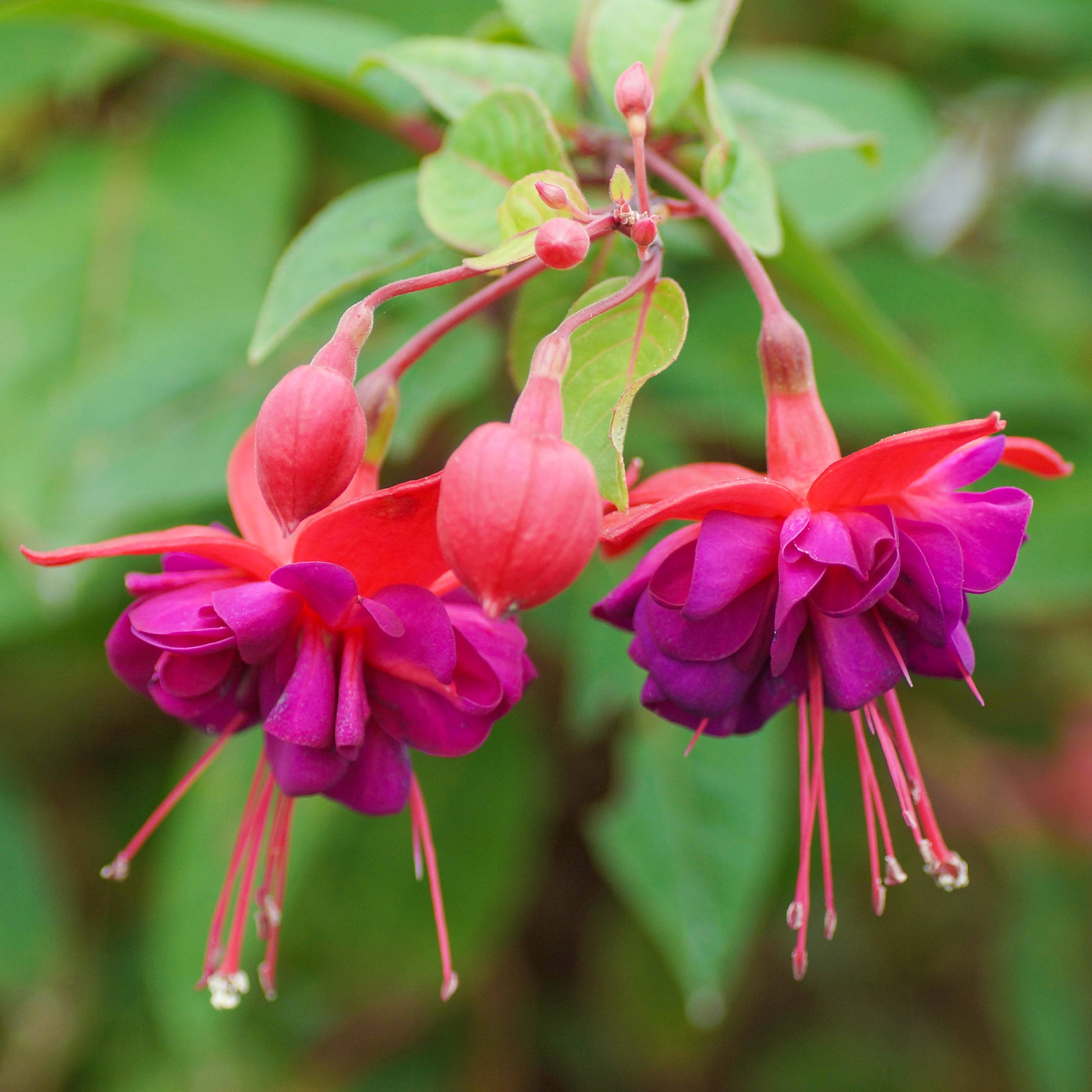 Lila Fuchsie Blumensamen zur Aussaat – Anzucht – Traditionssorte & ohne Gentechnik Samen Hausgarten