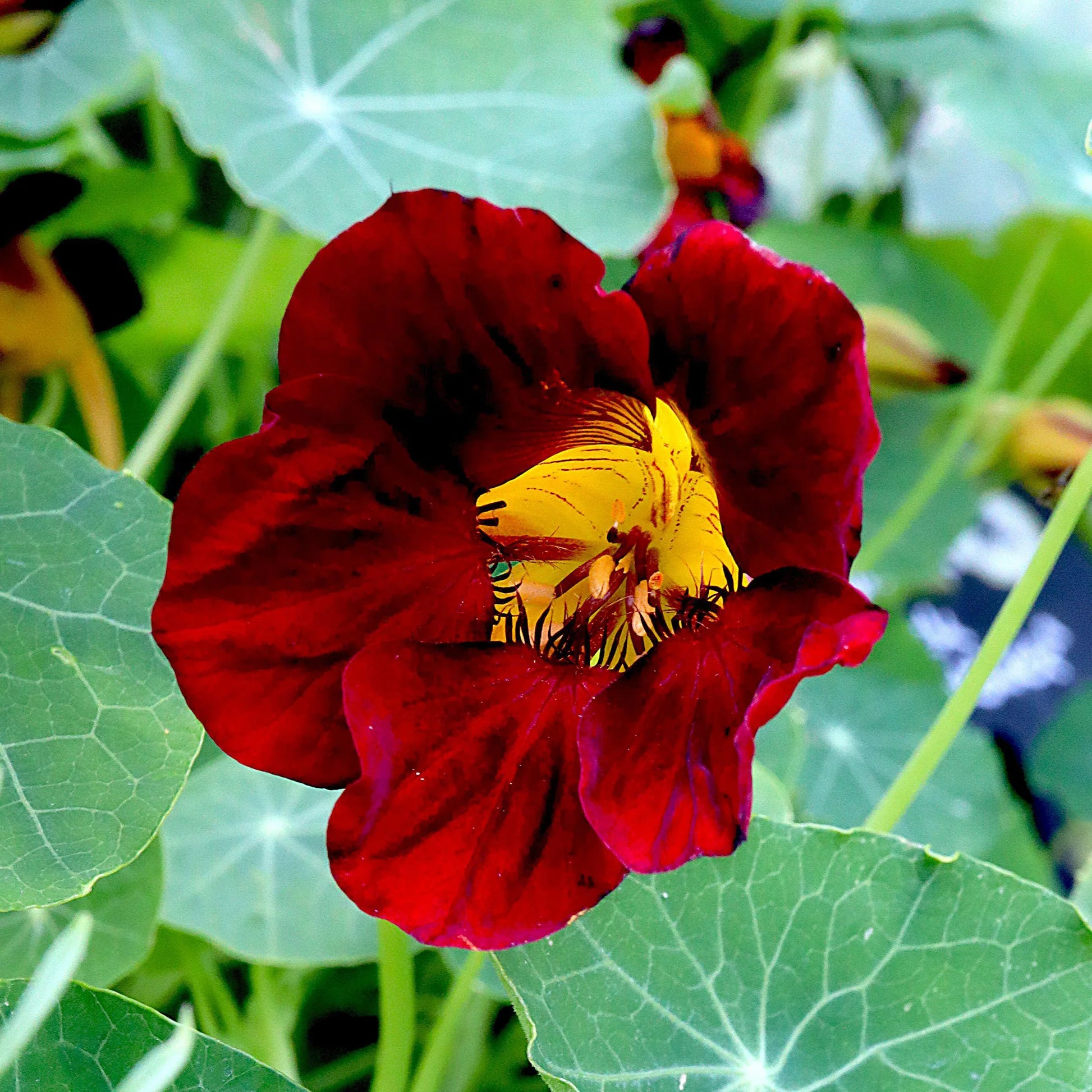 Rot Kapuzinerkresse Blumensamen zur Aussaat – Wildblume Mischung – Traditionssorte & ohne Gentechnik Samen Hausgarten