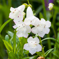 Weiß Penstemon Blumensamen zur Aussaat – Anzucht – Traditionssorte & ohne Gentechnik Samen Hausgarten