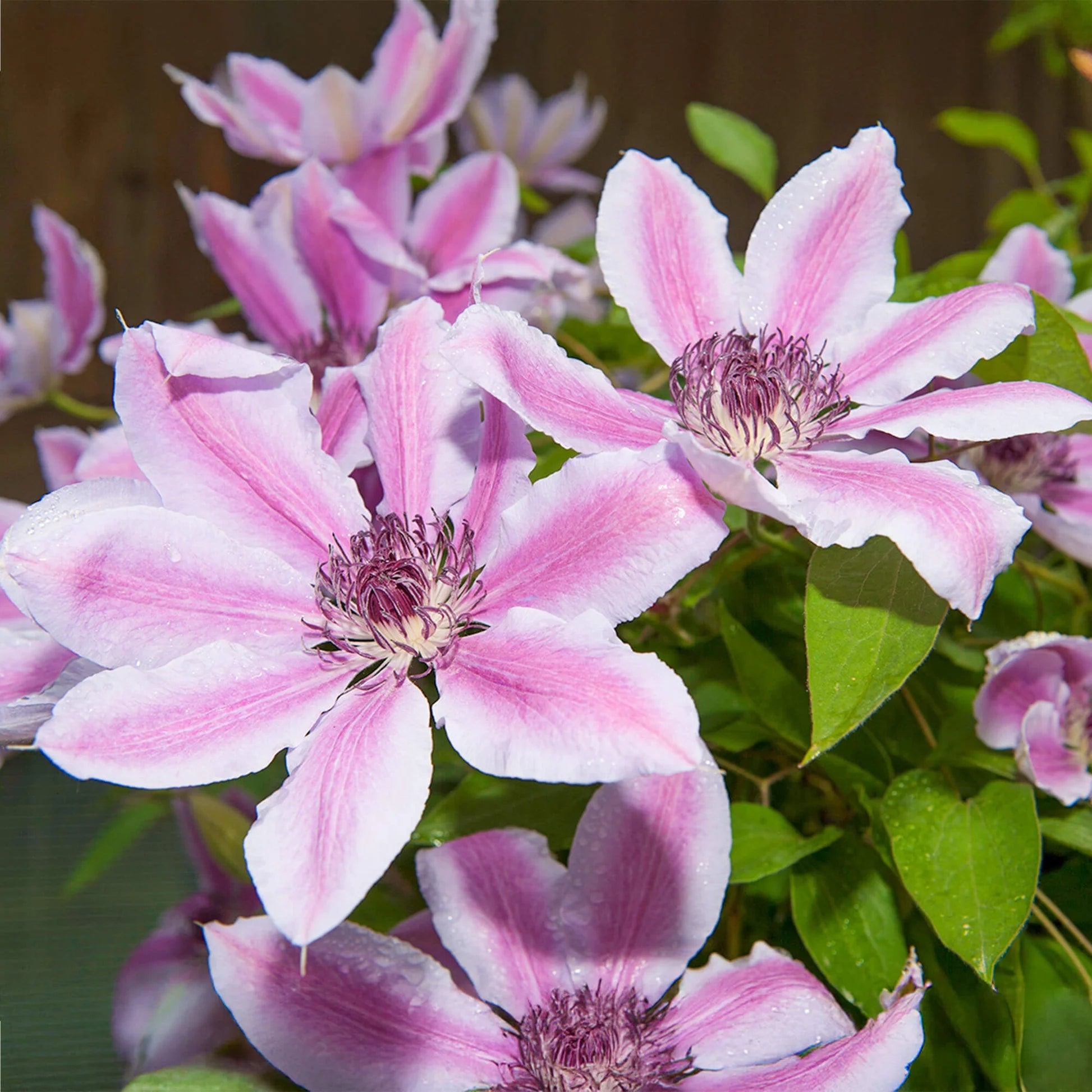 Nelly Moser Blumensamen zur Aussaat Wildblume Mischung Traditionssorte & ohne Gentechnik Samen Hausgarten