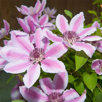 Nelly Moser Blumensamen zur Aussaat Wildblume Mischung Traditionssorte & ohne Gentechnik Samen Hausgarten