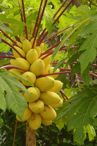 Zwerg papaya Samen für einfaches Anpflanzen