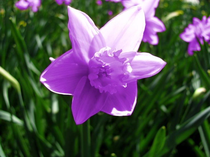 Lila Narzisse Blumensamen Landhaus Garten wichtig Traditionssorte & ohne Gentechnik Samen Hausgarten