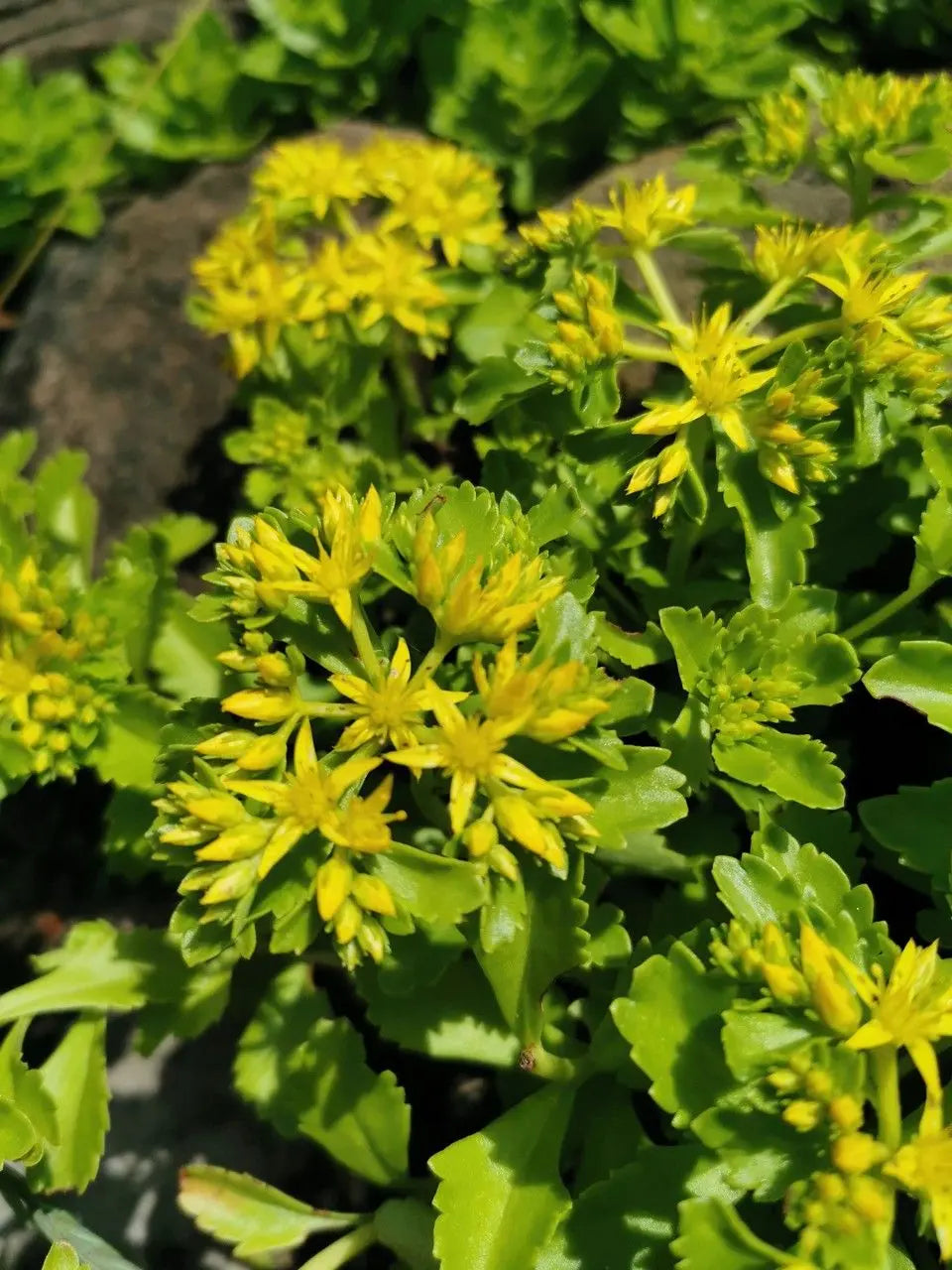 Gelb Aizoon Blumensamen Aussaat
