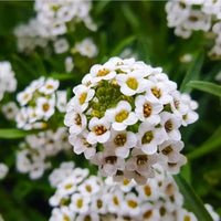 Lobularia Blumensamen zur Aussaat Halbschatten verträglich Traditionssorte & ohne Gentechnik Samen Hausgarten