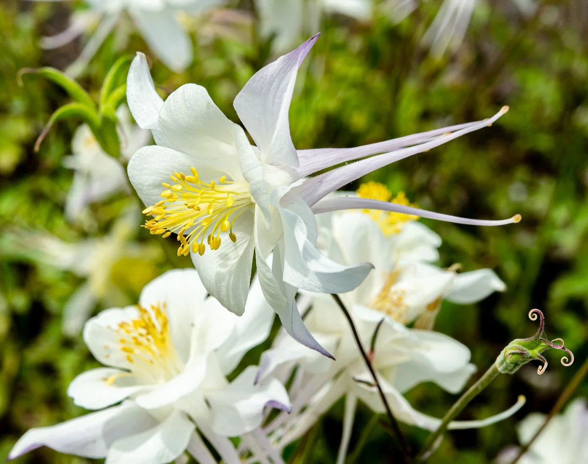 Weiß Akelei Blumensamen zur Aussaat – Schnitt Blume beliebt – Traditionssorte & ohne Gentechnik Samen Hausgarten