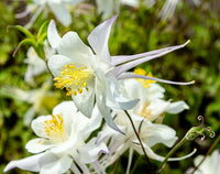 Weiß Akelei Blumensamen zur Aussaat – Schnitt Blume beliebt – Traditionssorte & ohne Gentechnik Samen Hausgarten