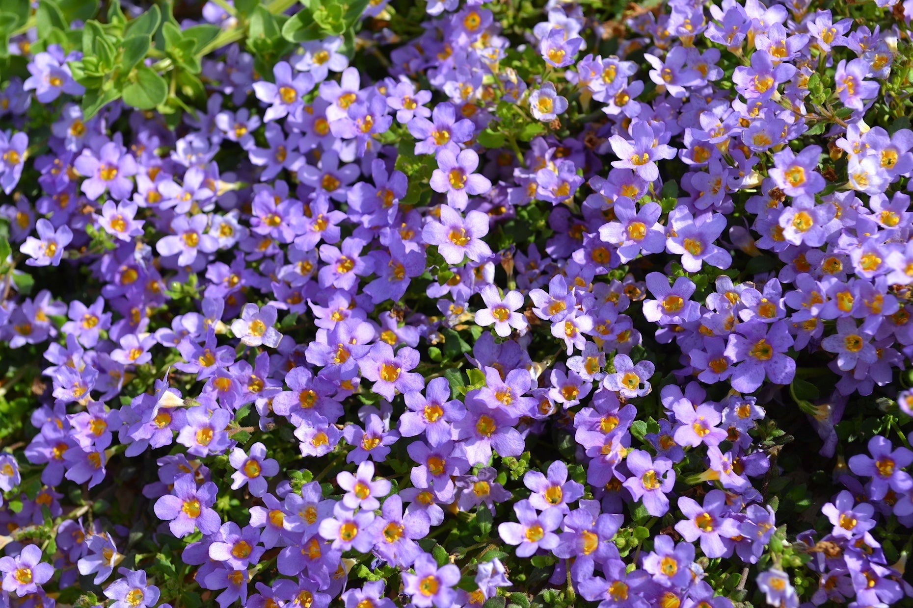 Lila Bacopa Blutopia Blumensamen zur Aussaat – Garten beliebt – Traditionssorte & ohne Gentechnik Samen Hausgarten